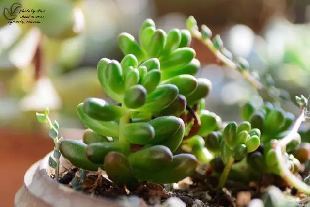 多肉爆芽素真的有用嗎_沒有優(yōu)芽素是怎么讓多肉爆側(cè)芽_多肉爆芽素