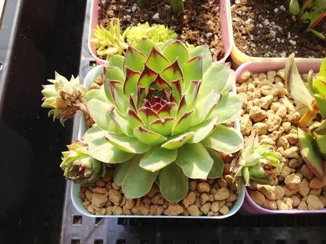 多肉爆芽素_多肉爆芽素真的有用嗎_沒有優(yōu)芽素是怎么讓多肉爆側(cè)芽