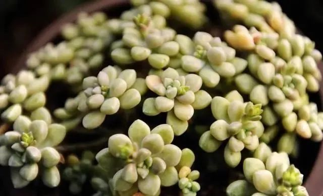 沒有優(yōu)芽素是怎么讓多肉爆側(cè)芽_多肉爆芽素_多肉爆芽素真的有用嗎