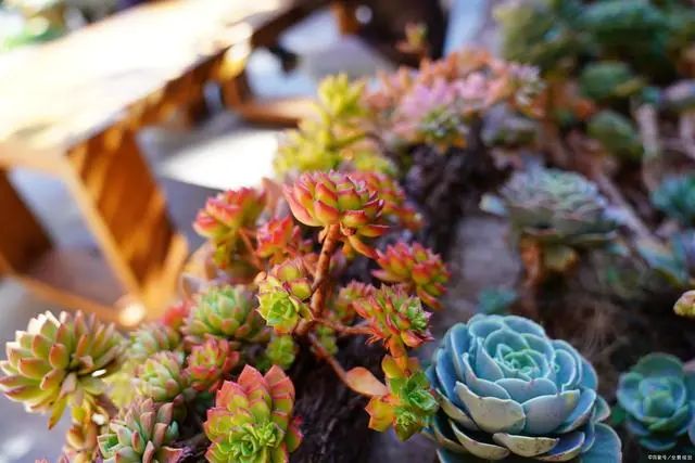 多肉爆芽素真的有用嗎_沒有優(yōu)芽素是怎么讓多肉爆側(cè)芽_多肉爆芽素