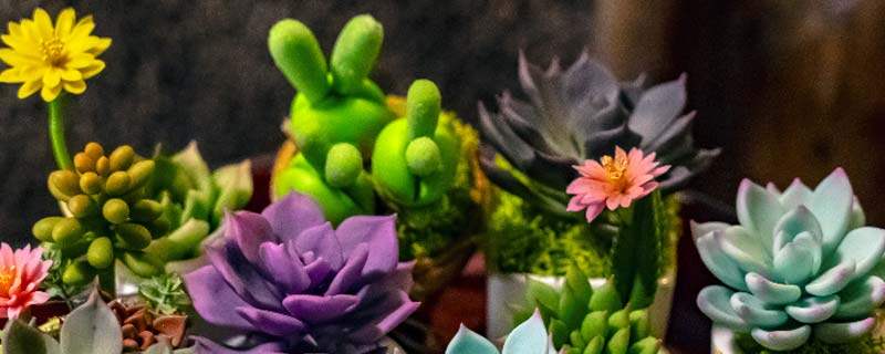 多肉適合什么肥料_多肉用什肥料_養(yǎng)多肉的肥料用什么