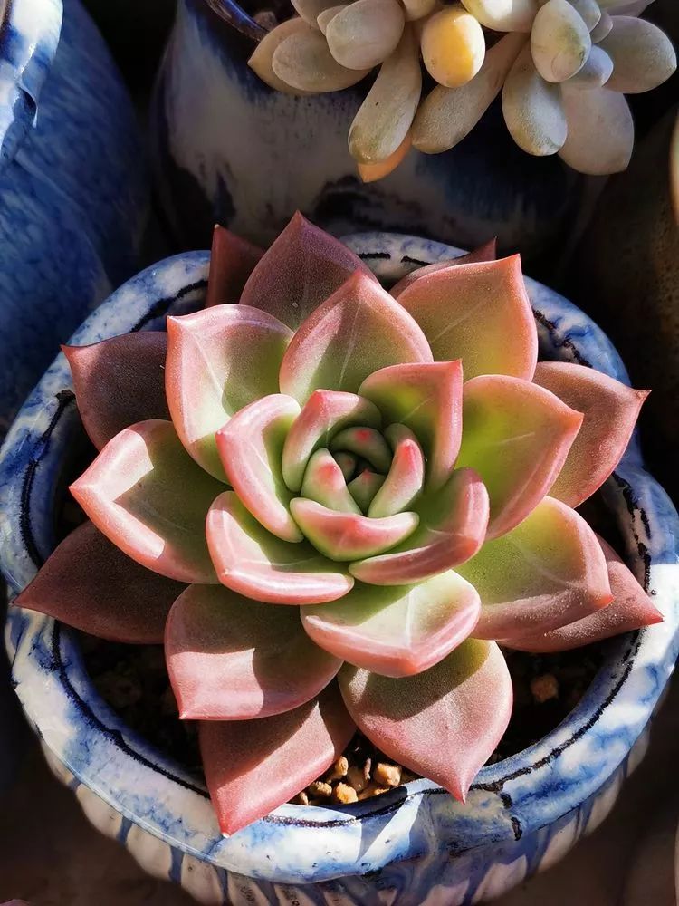 多肉植物大紅袍的養(yǎng)殖_多肉大紅袍植物怎么養(yǎng)_大紅袍多肉好養(yǎng)嗎