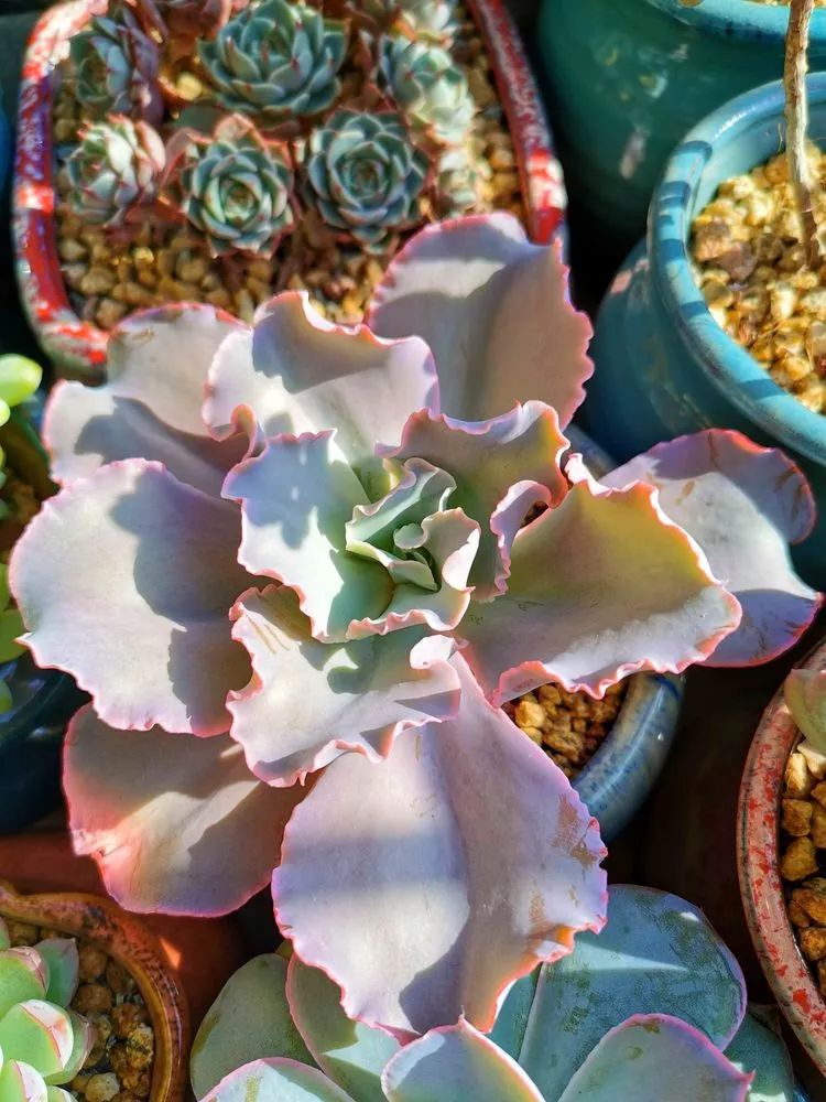 大紅袍多肉好養(yǎng)嗎_多肉植物大紅袍的養(yǎng)殖_多肉大紅袍植物怎么養(yǎng)