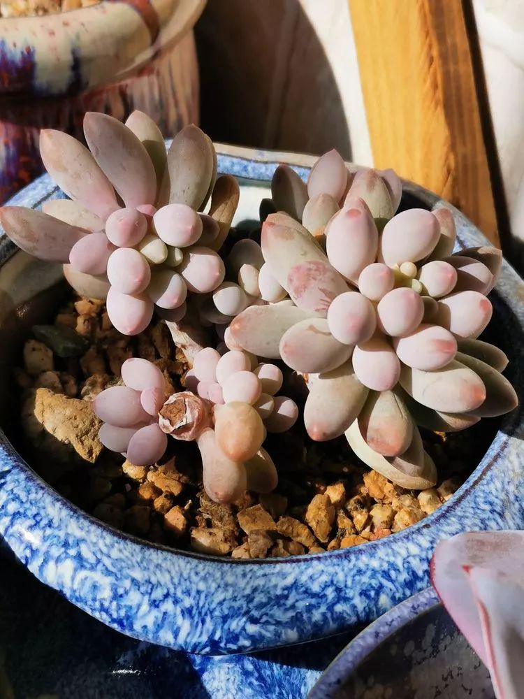 多肉植物大紅袍的養(yǎng)殖_大紅袍多肉好養(yǎng)嗎_多肉大紅袍植物怎么養(yǎng)