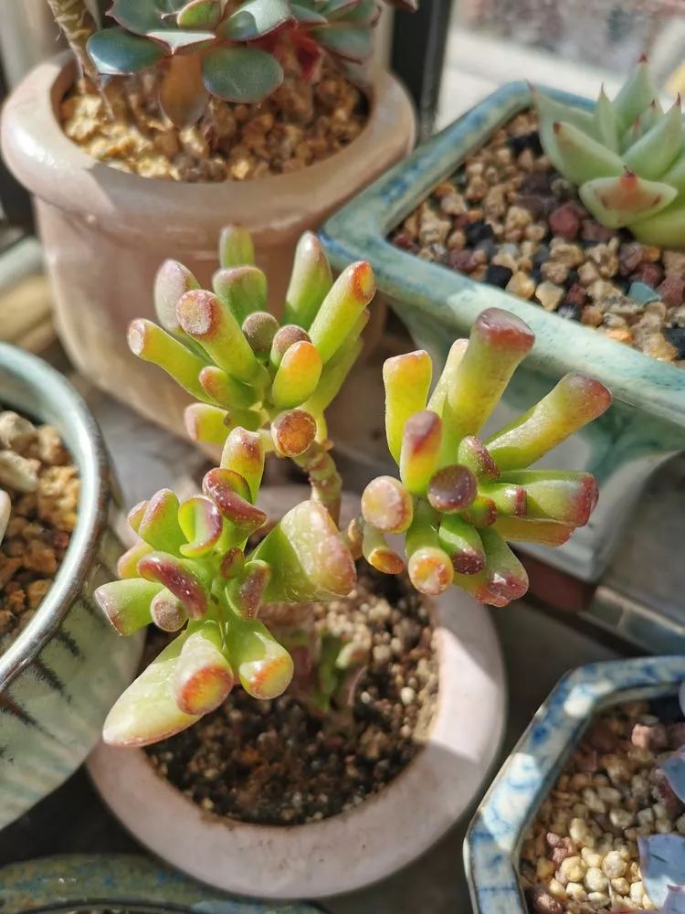 多肉大紅袍植物怎么養(yǎng)_多肉植物大紅袍的養(yǎng)殖_大紅袍多肉好養(yǎng)嗎