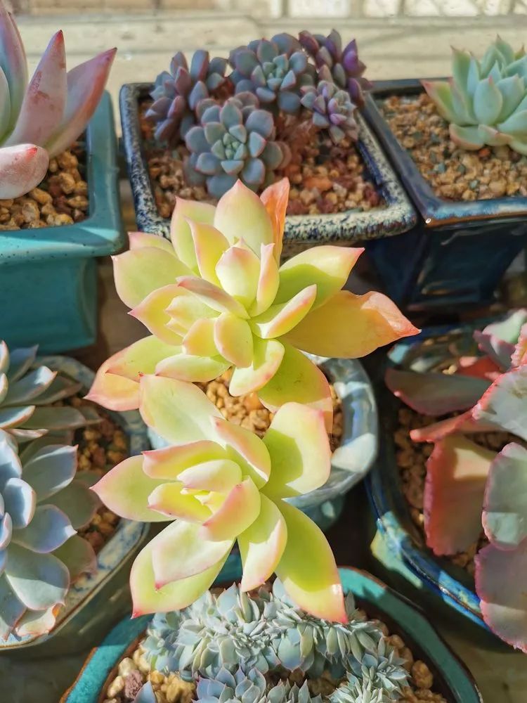 多肉大紅袍植物怎么養(yǎng)_多肉植物大紅袍的養(yǎng)殖_大紅袍多肉好養(yǎng)嗎