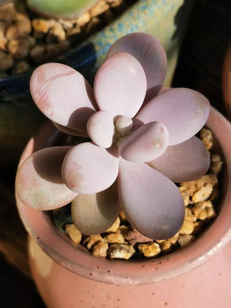 多肉植物大紅袍的養(yǎng)殖_大紅袍多肉好養(yǎng)嗎_多肉大紅袍植物怎么養(yǎng)