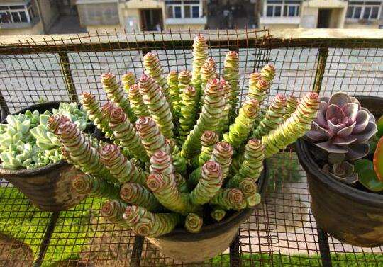 多肉錢串子的養(yǎng)殖方法和澆水_錢串子多肉的養(yǎng)殖方法和注意事項(xiàng)_多肉錢串子有什么作用