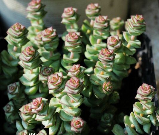 錢串子多肉的養(yǎng)殖方法和注意事項(xiàng)_多肉錢串子的養(yǎng)殖方法和澆水_多肉錢串子有什么作用