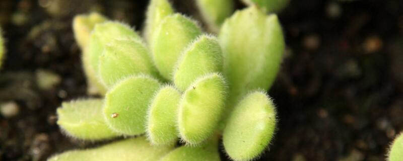 怕寒的多肉_多肉怕冷嗎?適合多少溫度_多肉怕冷的品種