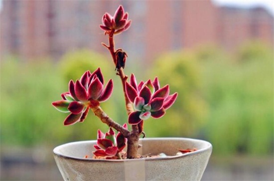 怕寒的多肉_多肉怕冷的品種_多肉怕冷嗎?適合多少溫度