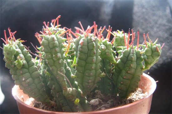 多肉怕冷嗎?適合多少溫度_多肉怕冷的品種_怕寒的多肉