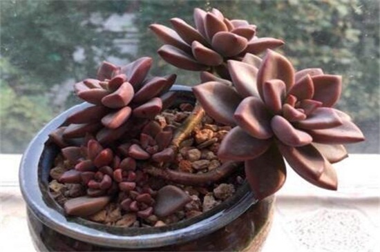 怕寒的多肉_多肉怕冷的品種_多肉怕冷嗎?適合多少溫度