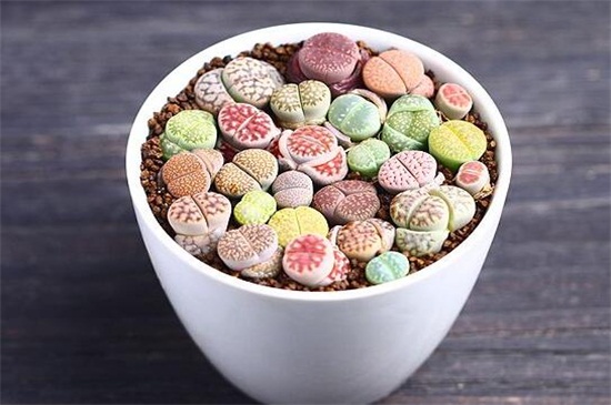 怕寒的多肉_多肉怕冷嗎?適合多少溫度_多肉怕冷的品種