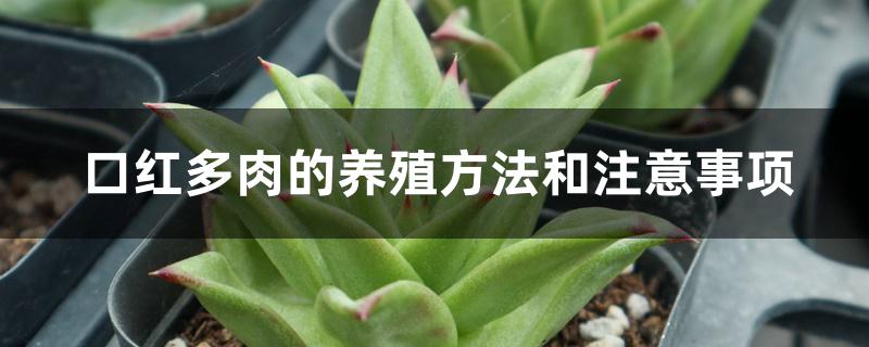 口紅多肉的養(yǎng)殖方法和注意事項(xiàng)_口紅多肉養(yǎng)殖方法和注意事項(xiàng)_口紅多肉需要注意什么嗎