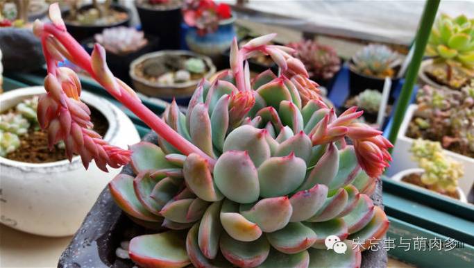 多肉月影怎么養(yǎng)_月影多肉植物_紅邊月影多肉