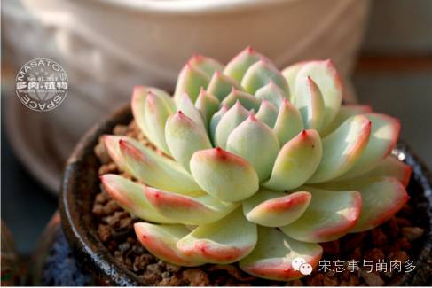 紅邊月影多肉_月影多肉植物_多肉月影怎么養(yǎng)