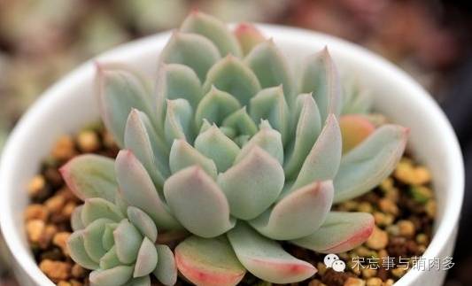 月影多肉植物_紅邊月影多肉_多肉月影怎么養(yǎng)
