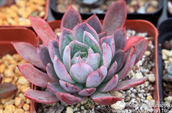 紅邊月影多肉_月影多肉植物_多肉月影怎么養(yǎng)