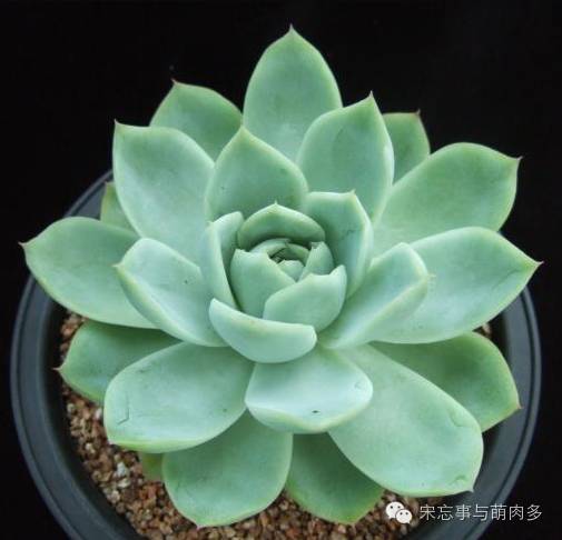 多肉月影怎么養(yǎng)_月影多肉植物_紅邊月影多肉