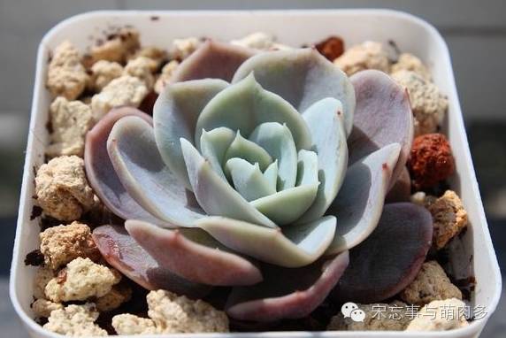 多肉月影怎么養(yǎng)_月影多肉植物_紅邊月影多肉