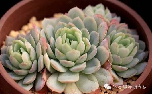 月影多肉植物_紅邊月影多肉_多肉月影怎么養(yǎng)