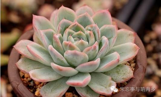 多肉月影怎么養(yǎng)_月影多肉植物_紅邊月影多肉
