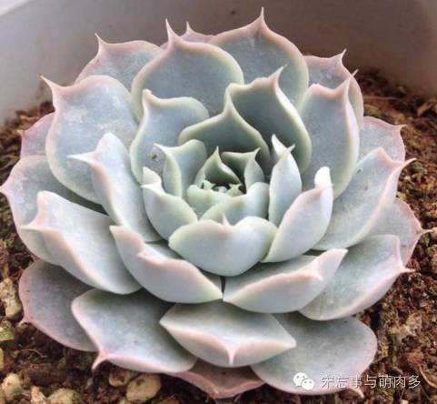 紅邊月影多肉_月影多肉植物_多肉月影怎么養(yǎng)