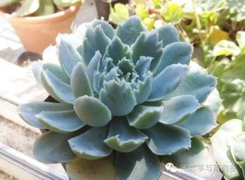 多肉月影怎么養(yǎng)_月影多肉植物_紅邊月影多肉