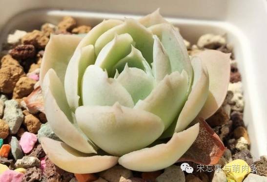 紅邊月影多肉_多肉月影怎么養(yǎng)_月影多肉植物