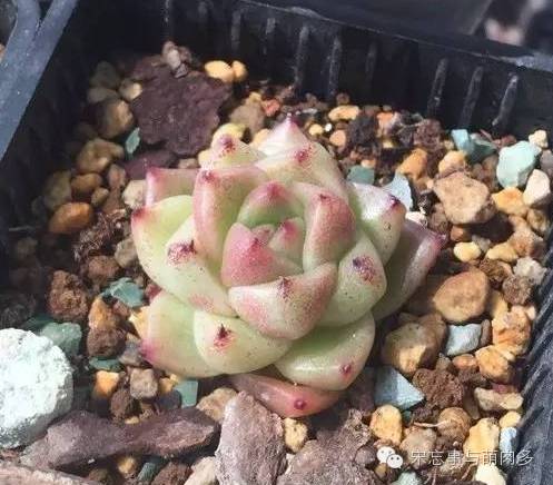 多肉月影怎么養(yǎng)_月影多肉植物_紅邊月影多肉