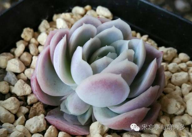 月影多肉植物_紅邊月影多肉_多肉月影怎么養(yǎng)