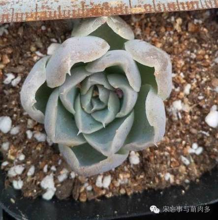 紅邊月影多肉_多肉月影怎么養(yǎng)_月影多肉植物