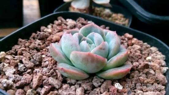 紅邊月影多肉_多肉月影怎么養(yǎng)_月影多肉植物