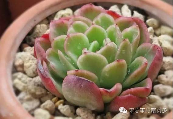 多肉月影怎么養(yǎng)_月影多肉植物_紅邊月影多肉