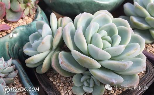 多肉月影怎么養(yǎng)_紅邊月影多肉_月影多肉植物