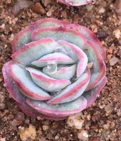 紅邊月影多肉_多肉月影怎么養(yǎng)_月影多肉植物