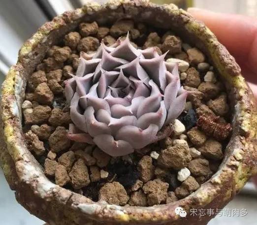 紅邊月影多肉_月影多肉植物_多肉月影怎么養(yǎng)