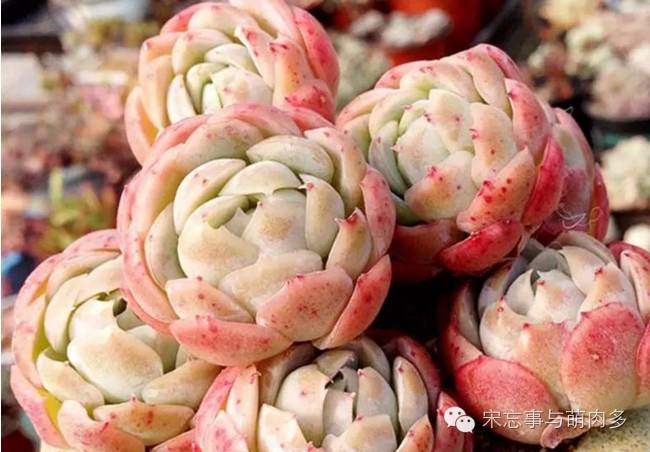 月影多肉植物_多肉月影怎么養(yǎng)_紅邊月影多肉