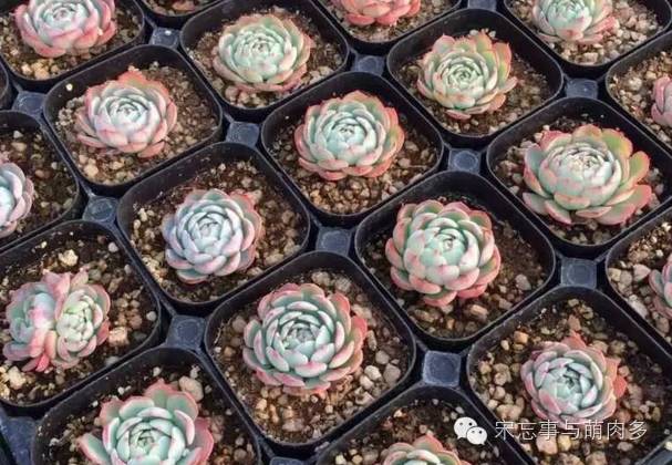 月影多肉植物_紅邊月影多肉_多肉月影怎么養(yǎng)