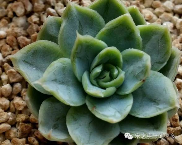多肉月影怎么養(yǎng)_月影多肉植物_紅邊月影多肉