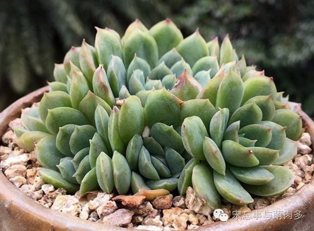 多肉月影怎么養(yǎng)_月影多肉植物_紅邊月影多肉