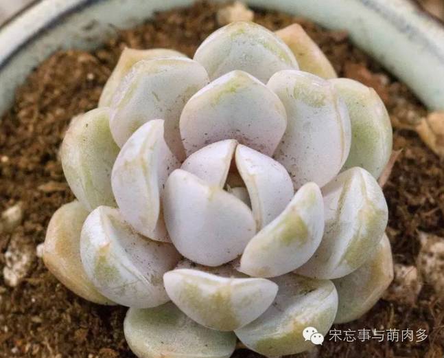 多肉月影怎么養(yǎng)_月影多肉植物_紅邊月影多肉