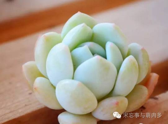 多肉月影怎么養(yǎng)_月影多肉植物_紅邊月影多肉