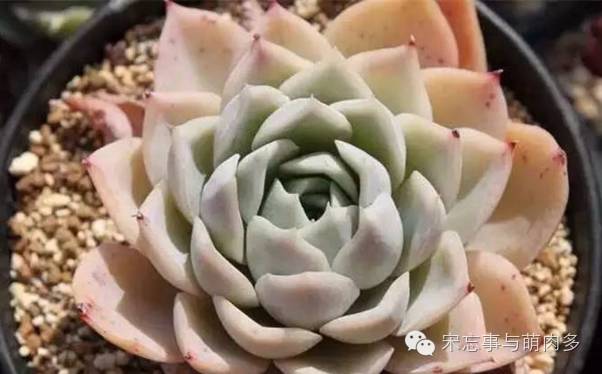 紅邊月影多肉_多肉月影怎么養(yǎng)_月影多肉植物