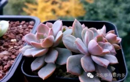 月影多肉植物_紅邊月影多肉_多肉月影怎么養(yǎng)