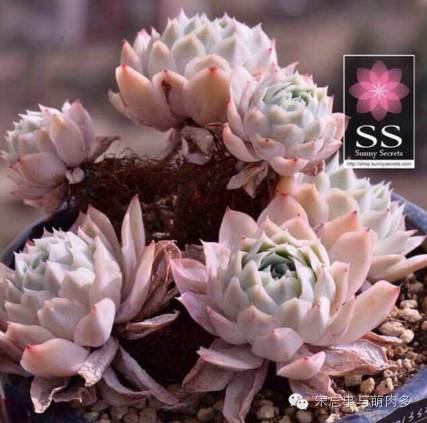 紅邊月影多肉_月影多肉植物_多肉月影怎么養(yǎng)