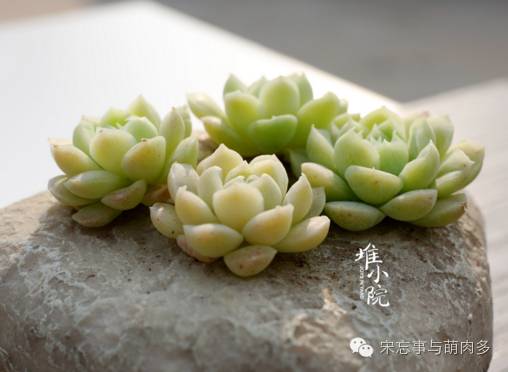 紅邊月影多肉_多肉月影怎么養(yǎng)_月影多肉植物