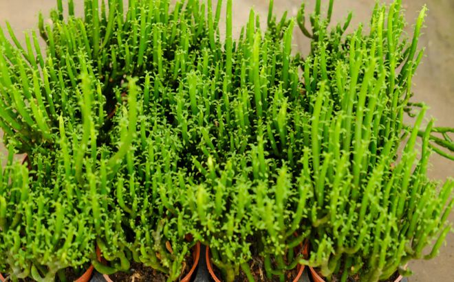 光棍樹多肉植物_光棍樹多肉怎么扦插_光棍樹多肉