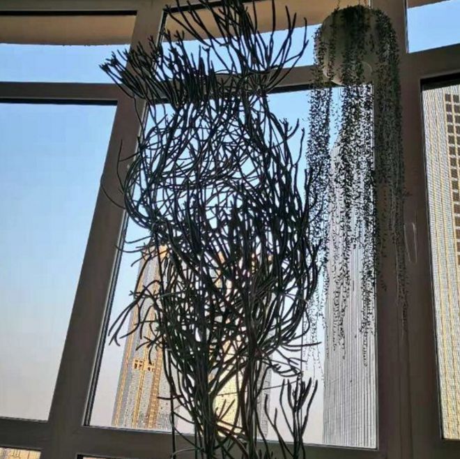 光棍樹多肉怎么扦插_光棍樹多肉植物_光棍樹多肉